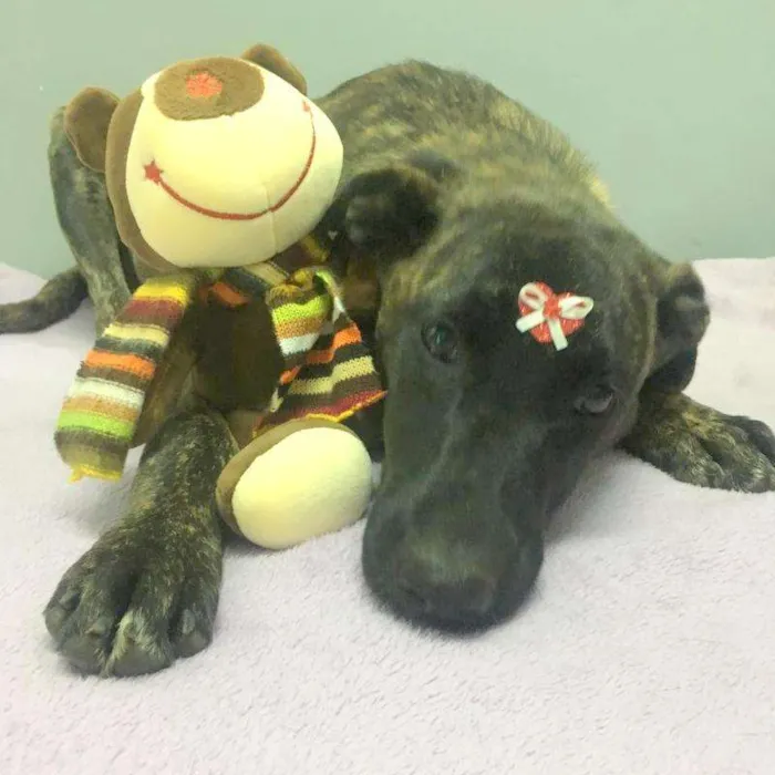 Cachorro ra a srd idade 7 a 11 meses nome Bombom