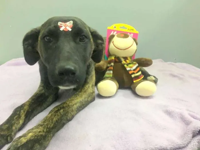 Cachorro ra a srd idade 7 a 11 meses nome Bombom