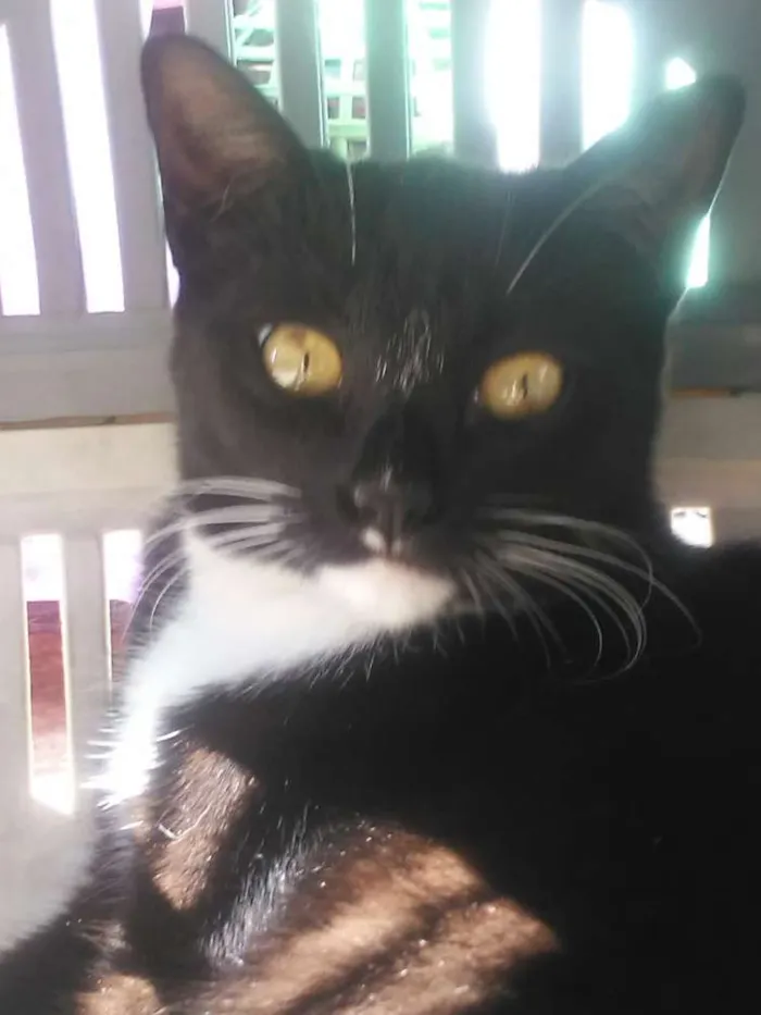 Gato raça Srd  idade 2 a 6 meses nome Filhotes 6 meses