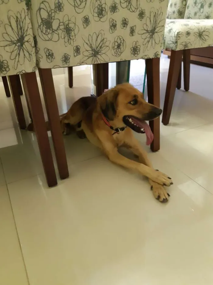Cachorro ra a Vira lata idade 1 ano nome Mãezinha 