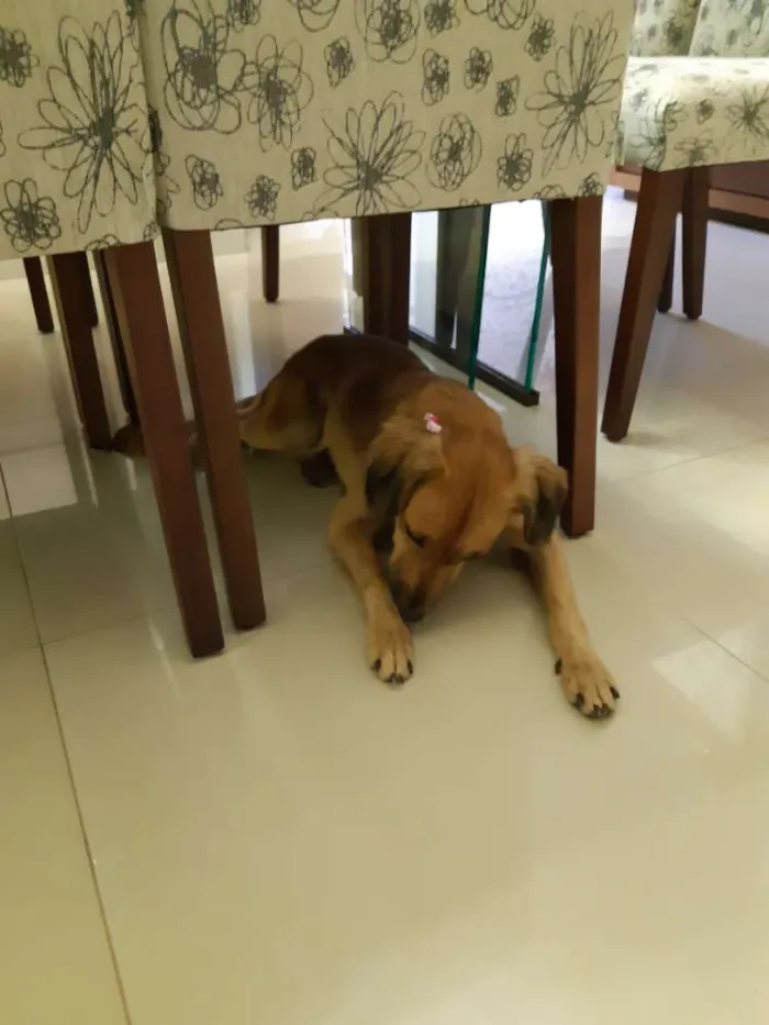 Cachorro ra a Vira lata idade 1 ano nome Mãezinha 