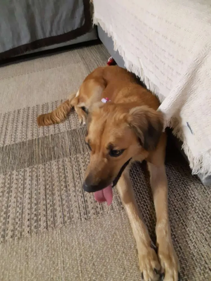 Cachorro ra a Vira lata idade 1 ano nome Mãezinha 