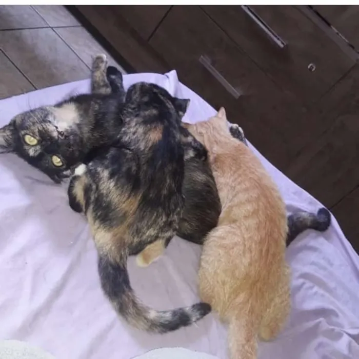 Gato raça Srd  idade 2 a 6 meses nome Filhotes 6 meses