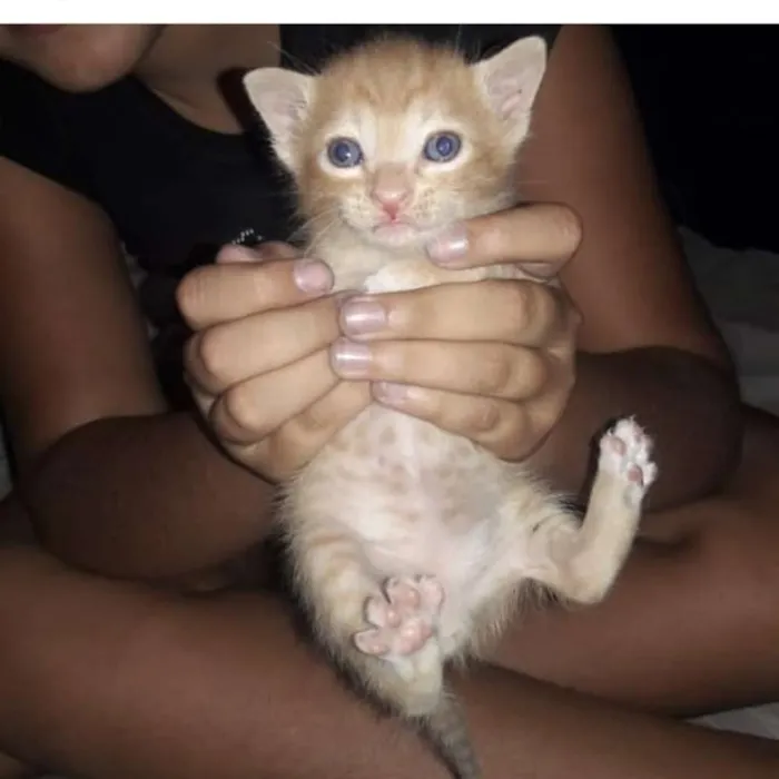 Gato raça Srd  idade 2 a 6 meses nome Filhotes 6 meses