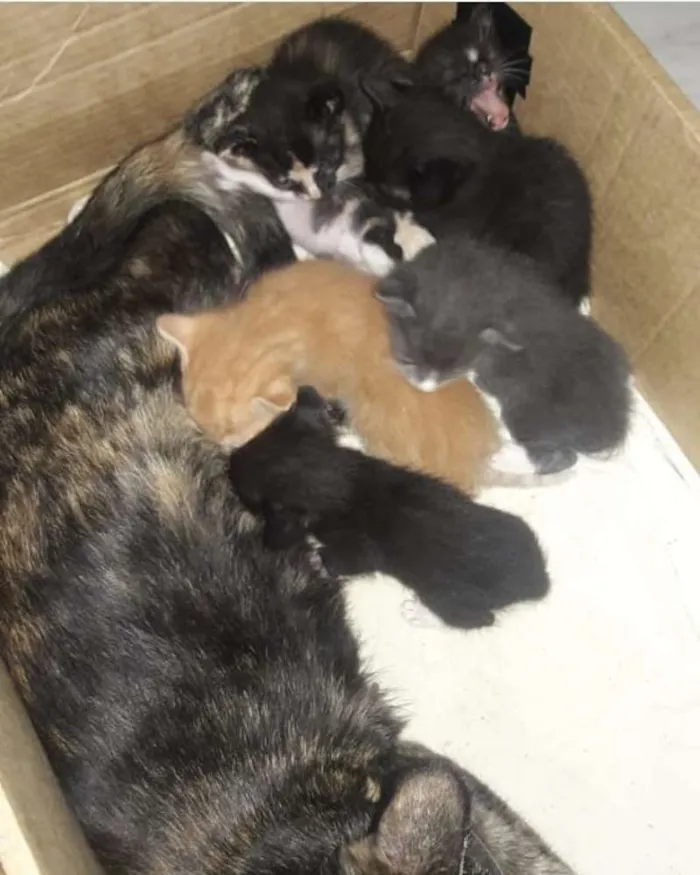 Gato raça Srd  idade 2 a 6 meses nome Filhotes 6 meses