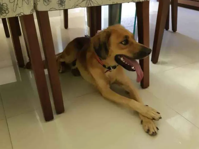 Cachorro ra a Vira lata idade 1 ano nome Mãezinha 