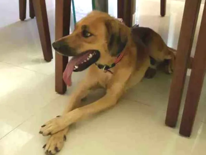 Cachorro ra a Vira lata idade 1 ano nome Mãezinha 
