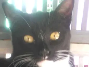Gato raça Srd  idade 2 a 6 meses nome Filhotes 6 meses