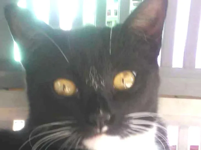 Gato raça Srd  idade 2 a 6 meses nome Filhotes 6 meses