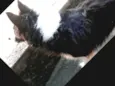 K9