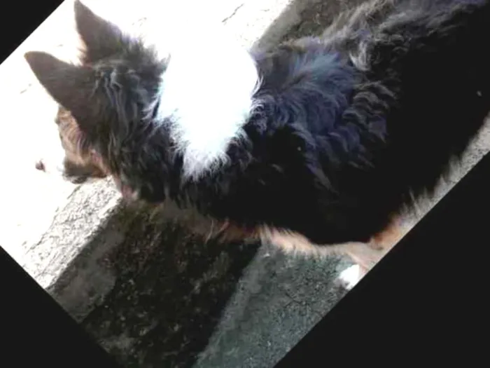 Cachorro ra a Boder collie idade 1 ano nome K9