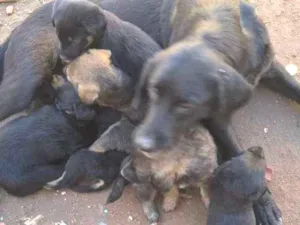 Cachorro raça Lavrador idade Abaixo de 2 meses nome Preto