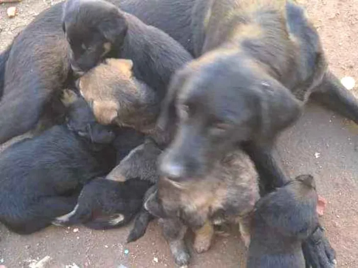 Cachorro ra a Lavrador idade Abaixo de 2 meses nome Preto