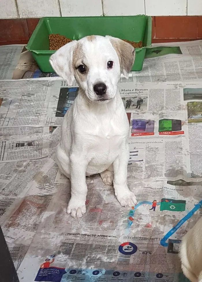 Cachorro ra a SRD  idade 2 a 6 meses nome Luna