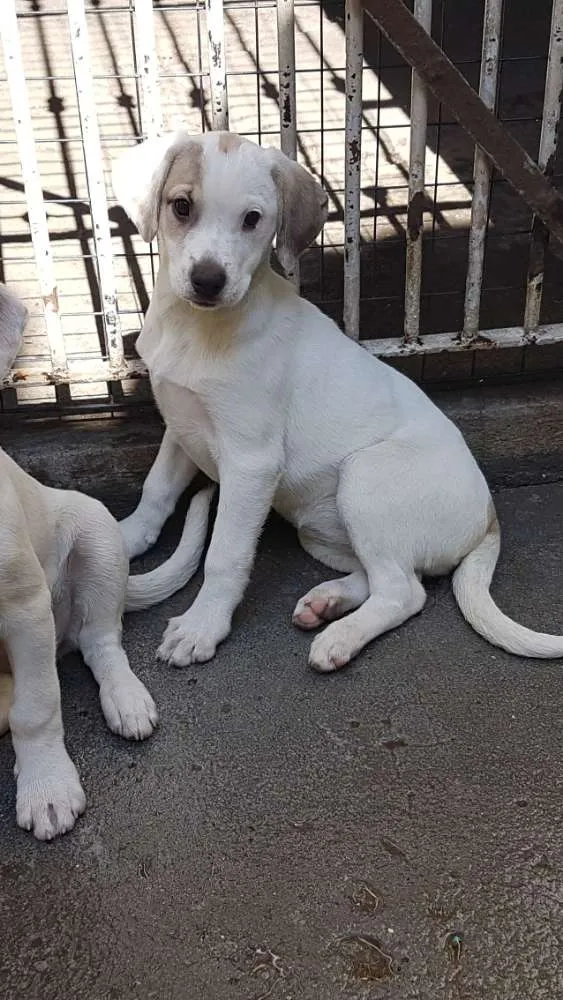 Cachorro ra a SRD  idade 2 a 6 meses nome Luna