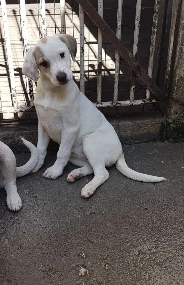 Cachorro ra a SRD  idade 2 a 6 meses nome Luna