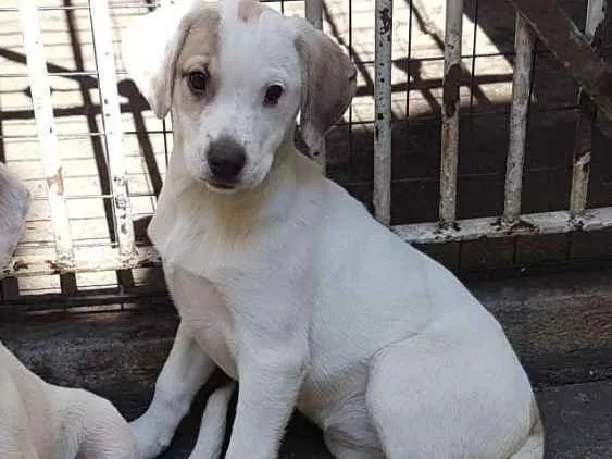 Cachorro ra a SRD  idade 2 a 6 meses nome Luna