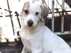 Cachorro raça SRD  idade 2 a 6 meses nome Luna