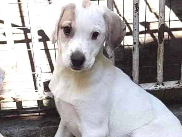 Cachorro ra a SRD  idade 2 a 6 meses nome Luna