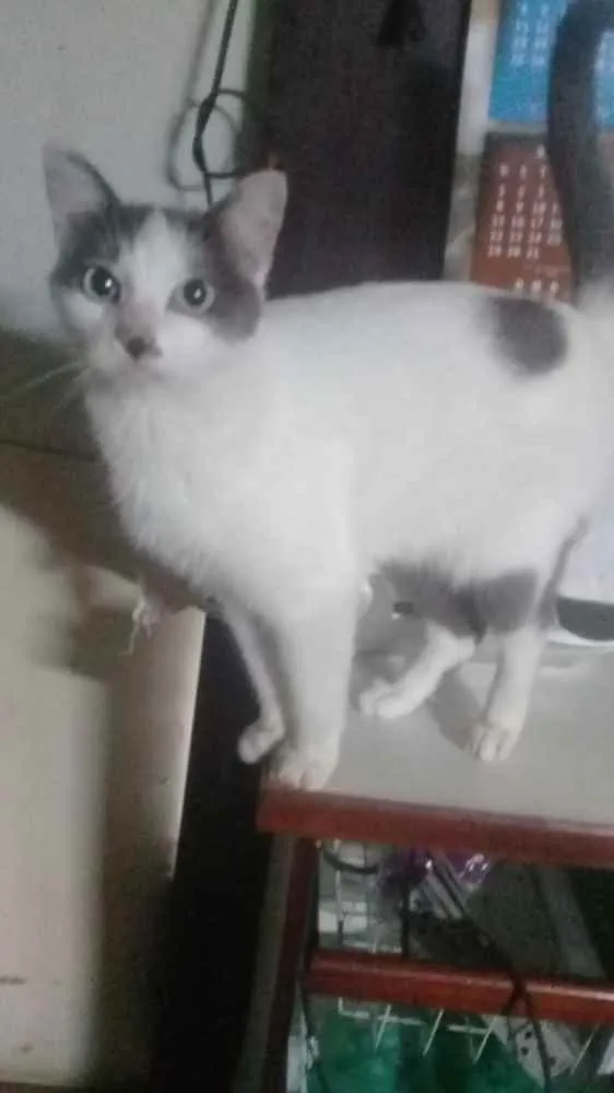 Gato ra a Srd idade 1 ano nome Branquinho lindo par