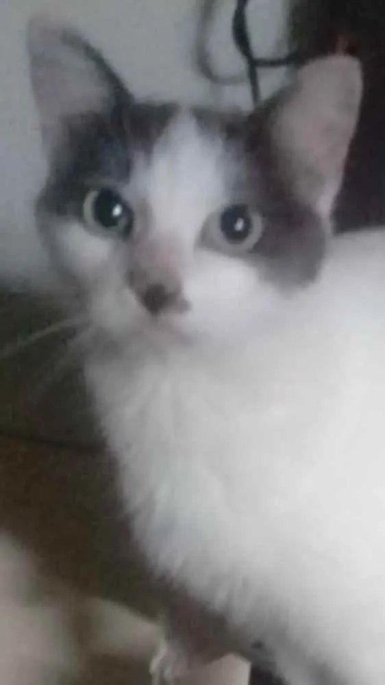 Gato ra a Srd idade 1 ano nome Branquinho lindo par