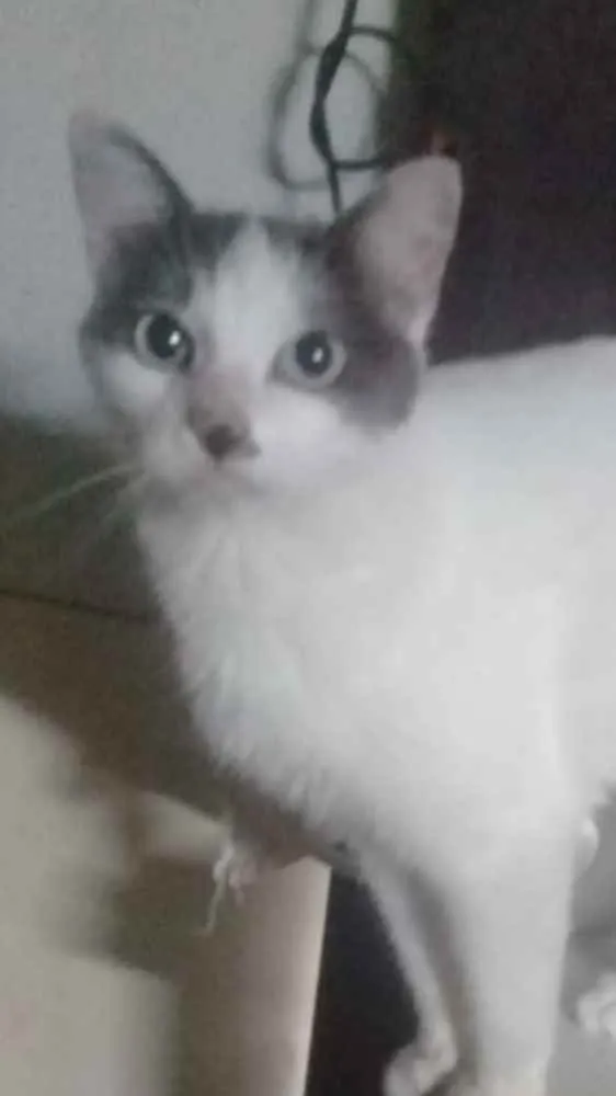 Gato ra a Srd idade 1 ano nome Branquinho lindo par