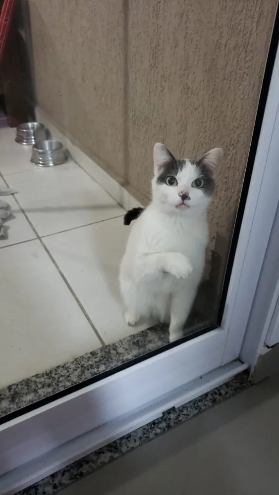 Gato ra a Srd idade 1 ano nome Branquinho lindo par