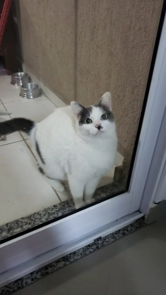 Gato ra a Srd idade 1 ano nome Branquinho lindo par