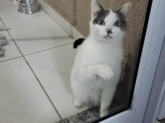 Gato ra a Srd idade 1 ano nome Branquinho lindo par