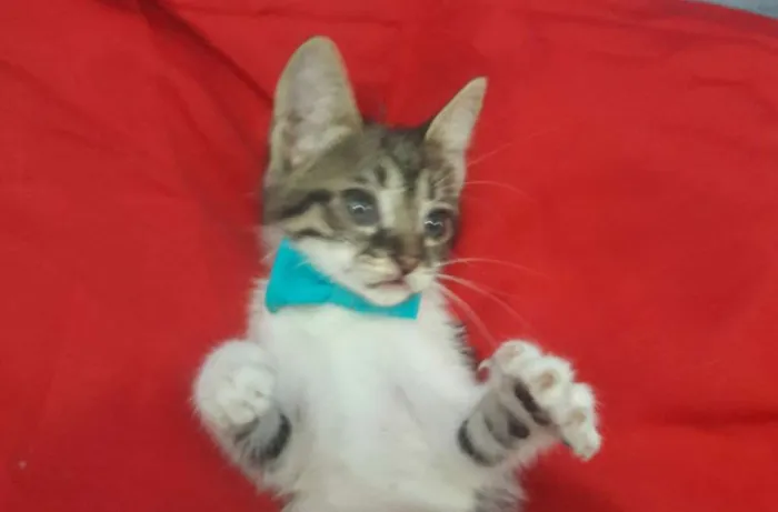 Gato ra a SEM RAÇA DEFINIDA.  idade 2 a 6 meses nome Gatinho.
