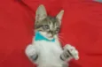 Gatinho.