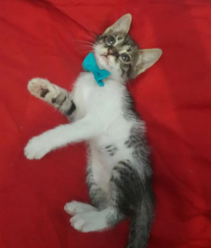 Gato ra a SEM RAÇA DEFINIDA.  idade 2 a 6 meses nome Gatinho.