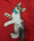 Gatinho.