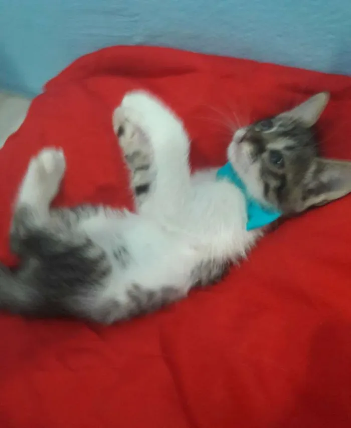 Gato ra a SEM RAÇA DEFINIDA.  idade 2 a 6 meses nome Gatinho.