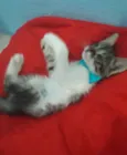 Gatinho.