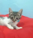 Gatinho.