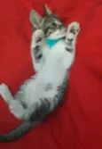 Gatinho.