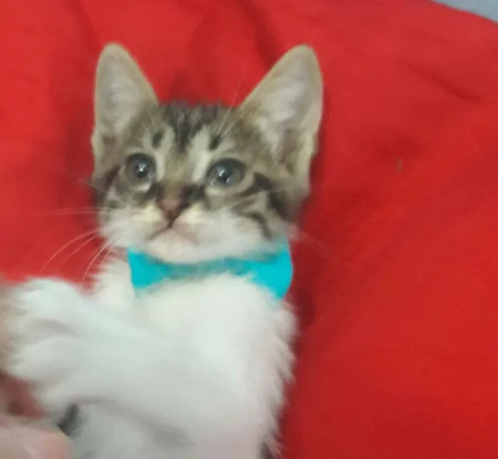 Gato ra a SEM RAÇA DEFINIDA.  idade 2 a 6 meses nome Gatinho.