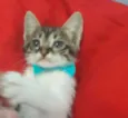 Gatinho.