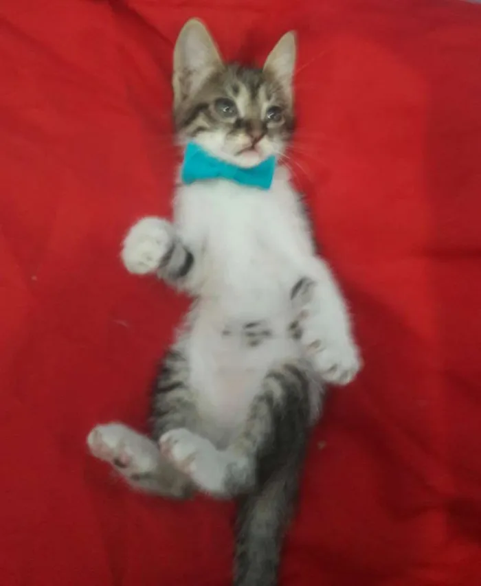 Gato ra a SEM RAÇA DEFINIDA.  idade 2 a 6 meses nome Gatinho.
