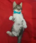 Gatinho.