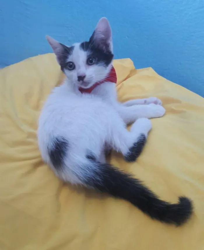 Gato ra a SEM RAÇA DEFINIDA.  idade 2 a 6 meses nome Gatinho Lindo.