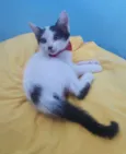 Gatinho Lindo.