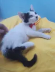 Gatinho Lindo.