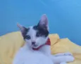 Gatinho Lindo.