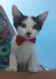 Gatinho Lindo.