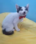Gatinho Lindo.