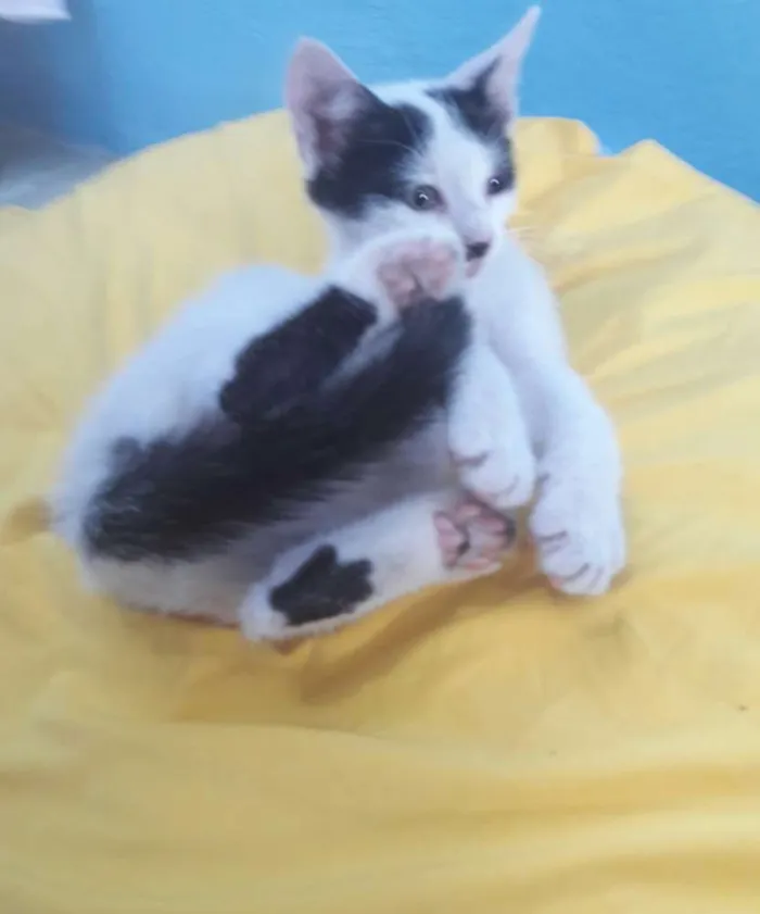 Gato ra a SEM RAÇA DEFINIDA.  idade 2 a 6 meses nome Gatinho Lindo.