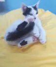 Gatinho Lindo.