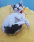 Gatinho Lindo.